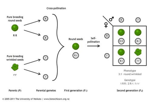 Monohybrid Crosses Genetics 101